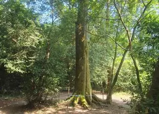 Vaipolorío reclama protección para uno de los árboles más fotografiados del río Gafos