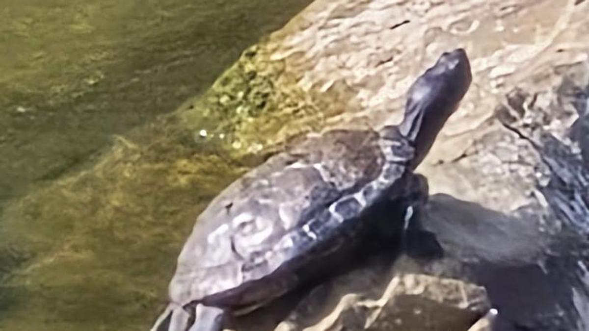 La tortuga localizada en el coto.