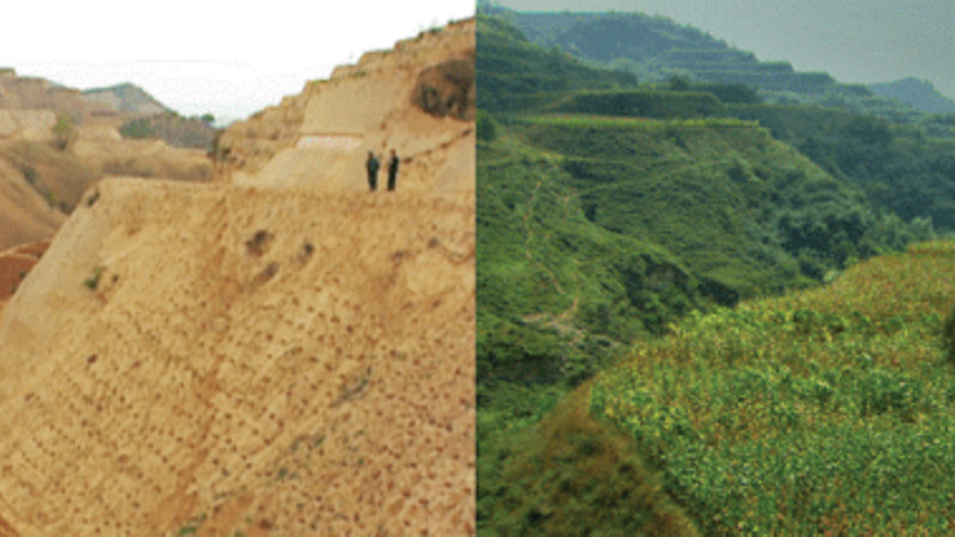 Reverdecer el desierto: la historia del mayor proyecto de regeneración ambiental del mundo