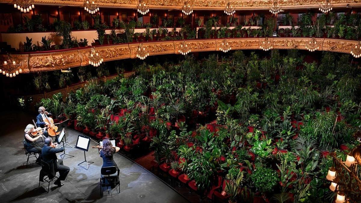 zentauroepp53846506 the uceli quartet perform for an audience made of plants dur200622164459