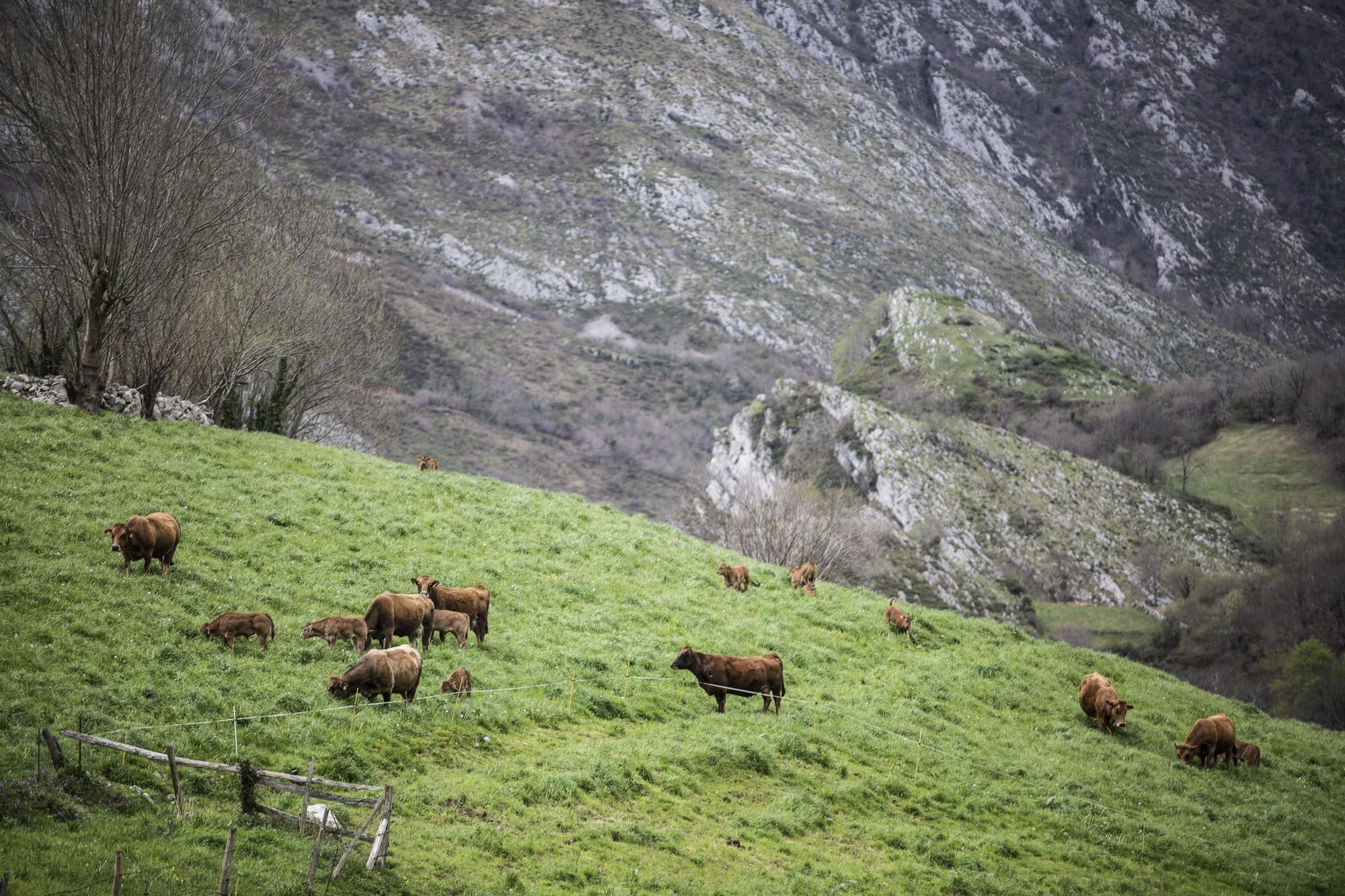 Asturianos en Ponga un recorrido por el municipio La Nueva España
