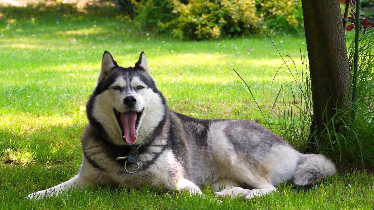 Los perros pueden mejorar su longevidad y salud