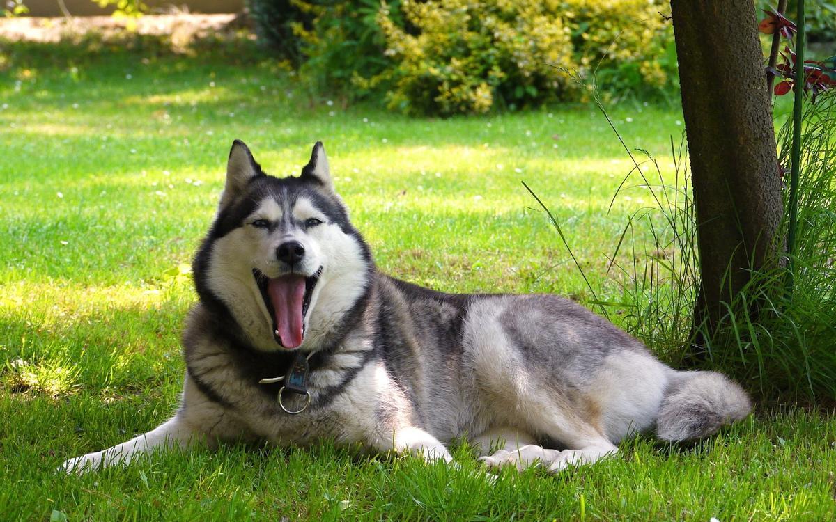 Los perros pueden mejorar su longevidad y salud