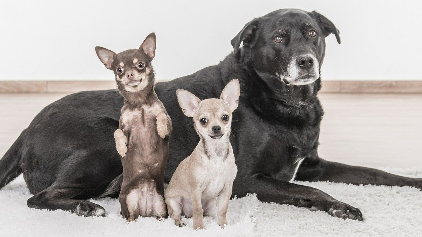 Un trío de perros en una casa