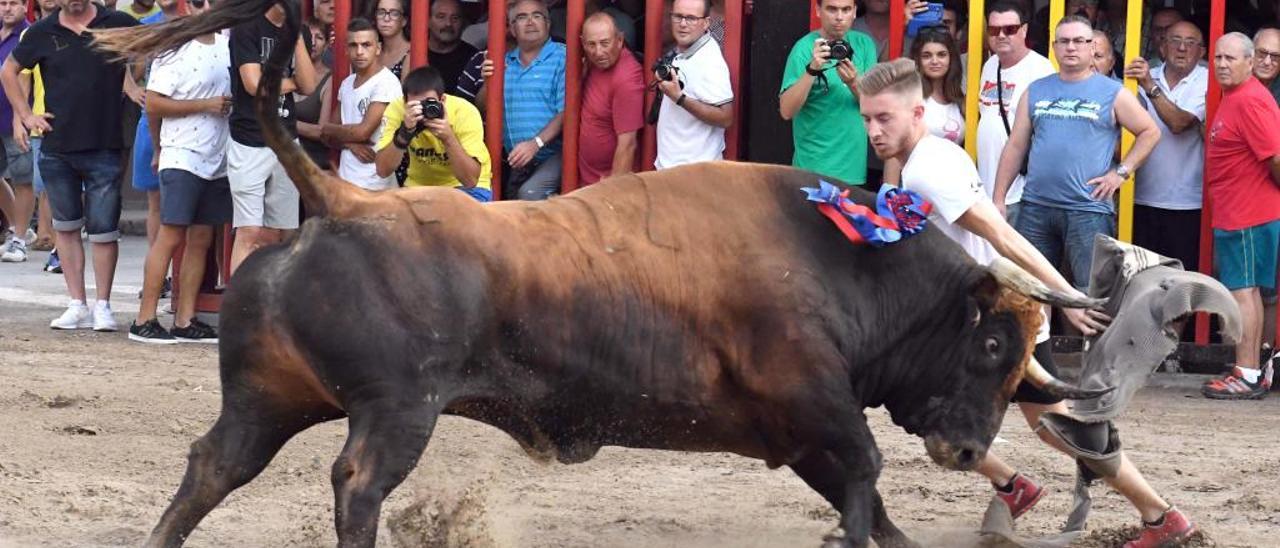 El toro embolado continúa prohibido en València