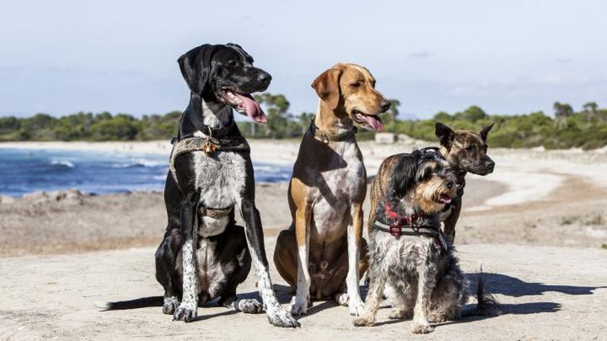 Fotowettbewerb "Mein Mallorca": Gewinner und Top 25