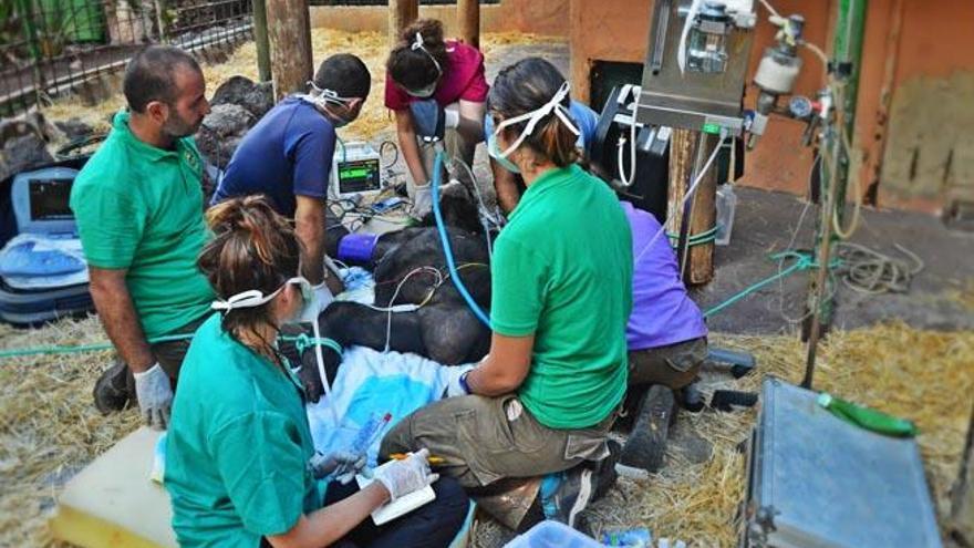 Trasladada Cheeta tras 30 años en el zoológico de Fuerteventura