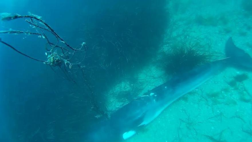 Hallan una cría de ballena muerta en una cueva marina de Xàbia