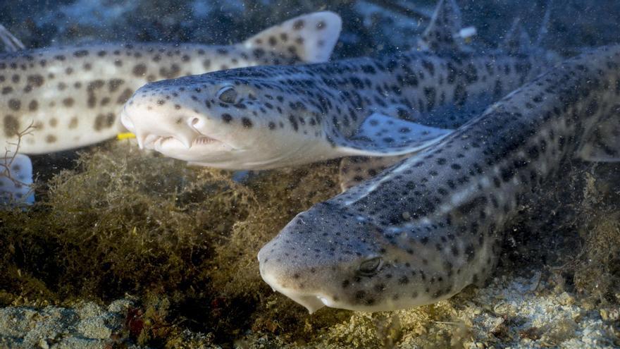 16 kleine Katzenhaie schwimmen vor Mallorca in die Freiheit