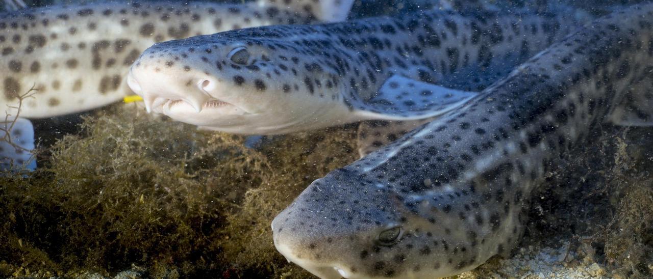 Sechzehn junge Katzenhaie schwimmen im Meer vor Mallorca in ihr neues freies Leben