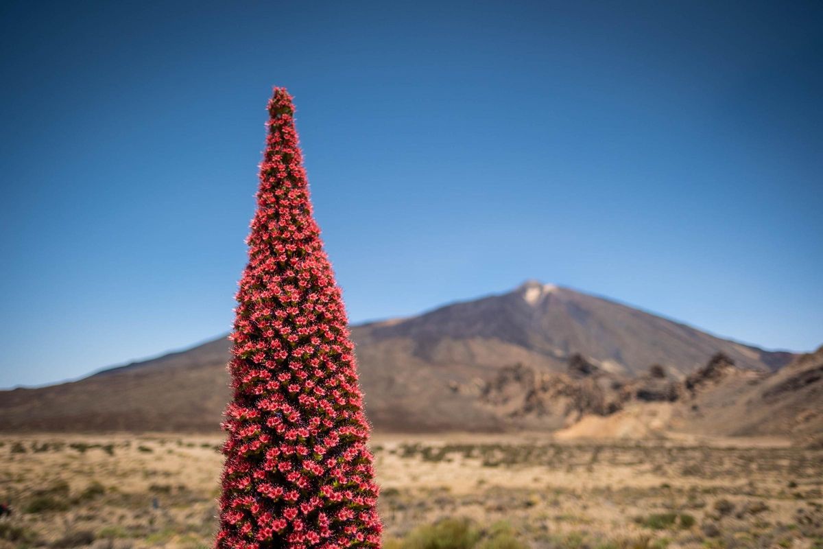 Tajinastes en Las Cañadas del Teide