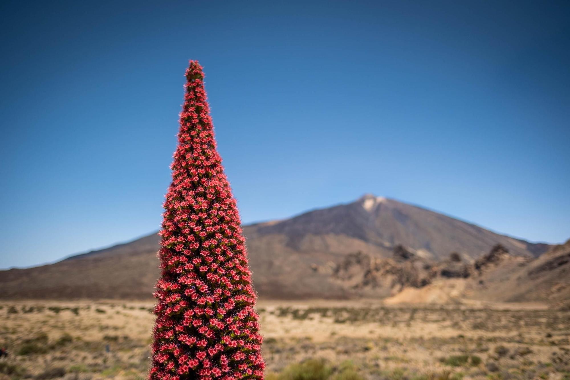 Tajinastes en Las Cañadas del Teide