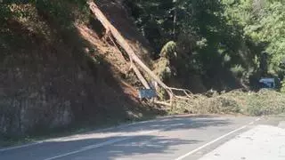 Un árbol corta el corredor del Narcea a la altura de El Llano (Cangas del Narcea)