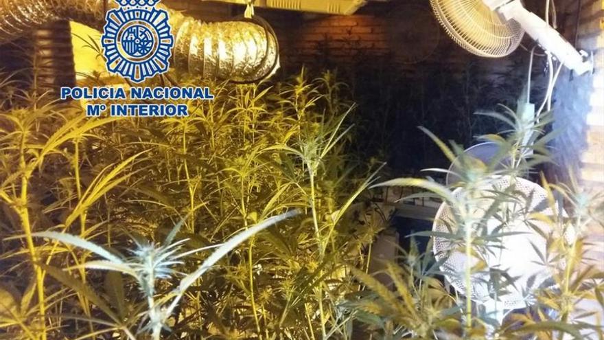 Detenido el propietario de una plantación de marihuana en El Brillante