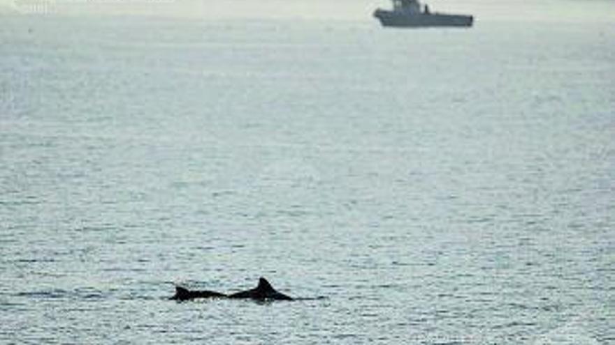 La pasión por las ballenas azules se desata en las Rías Baixas