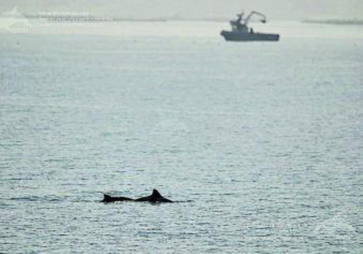 La pasión por las ballenas azules se desata en las Rías Baixas