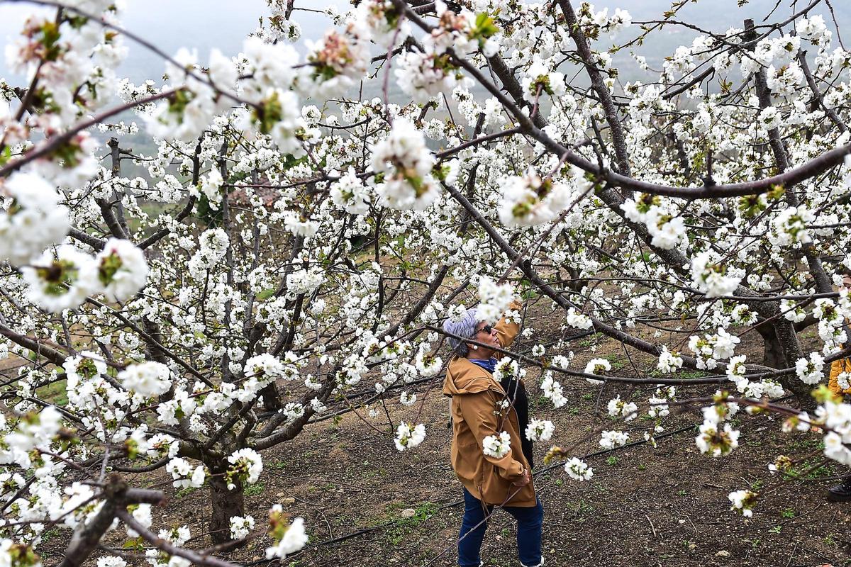 GALERÍA | El Jerte empieza a florecer GALERÍA | El Jerte empieza a florecer