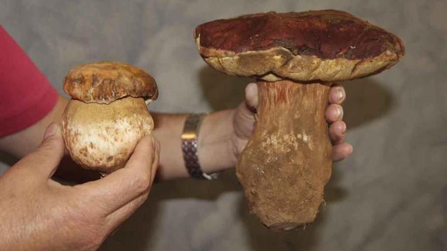 Dos boletus recogidos en los montes alistanos.