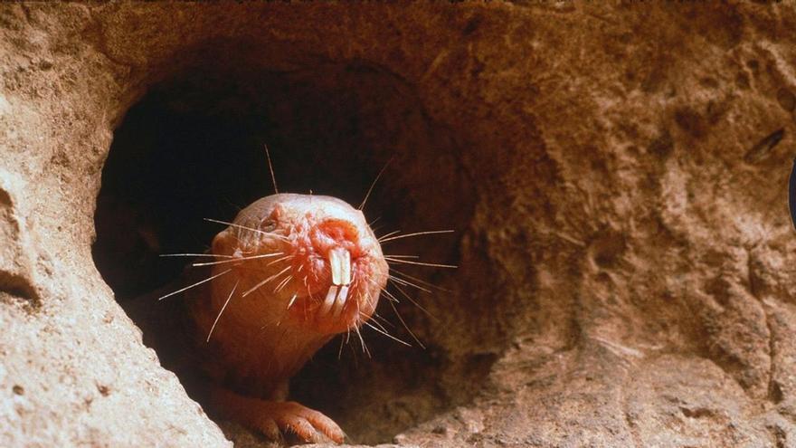 Esta es la extraña rata que puede tener la clave de la inmortalidad humana