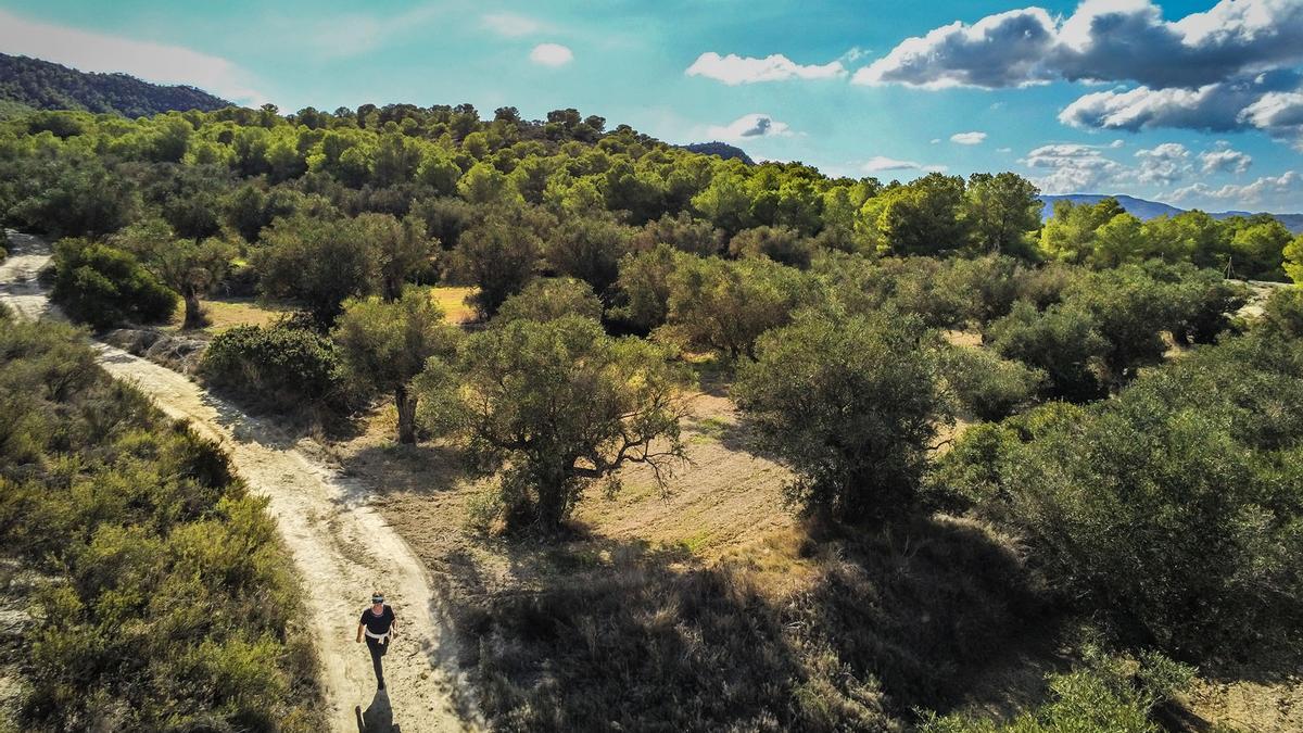 Paisaje de Sierra Escalona, un valioso espacio forestal protegido en la Vega Baja
