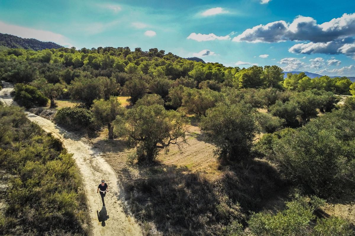 Paisaje de Sierra Escalona, un valioso espacio forestal protegido en la Vega Baja