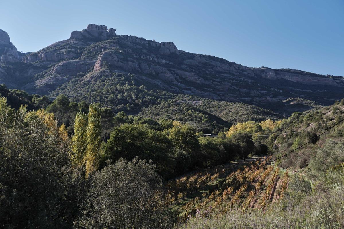 Un espai del parc natural de Sant Llorenç del Munt