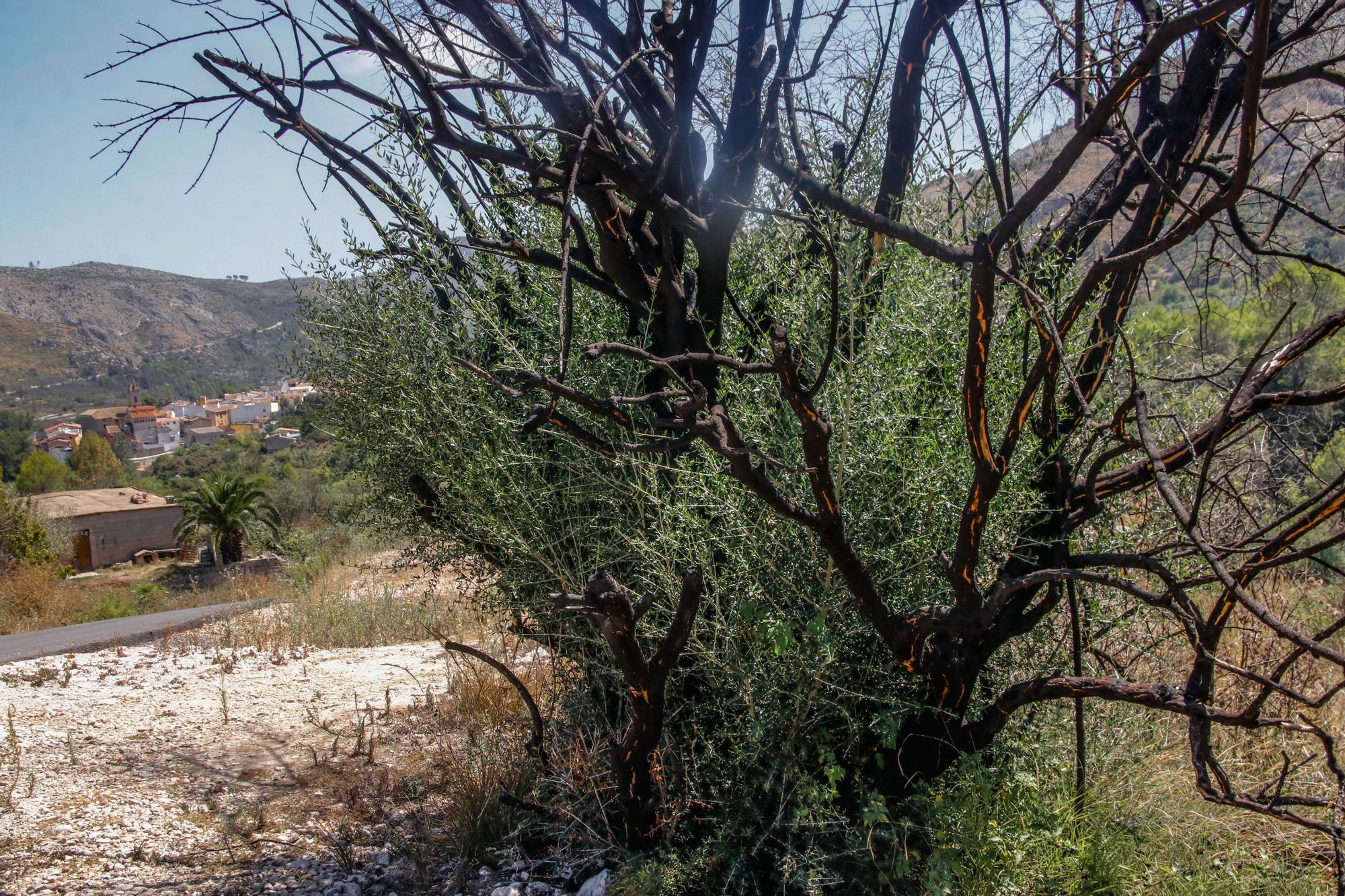 Así está el Vall d'Ebo un año después del incendio