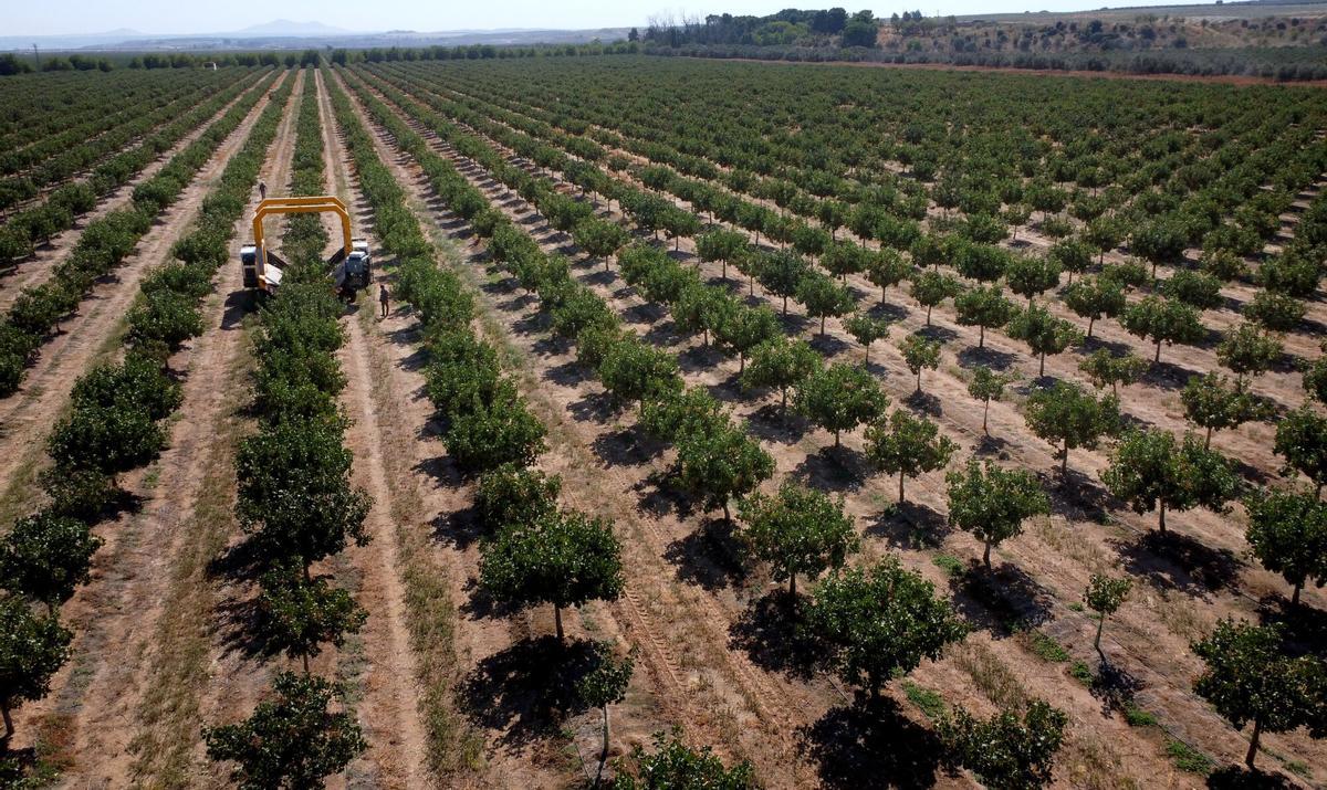 Plantación de pistachos de Elaia-Atgro, el mayor productor de Europa, en Malpica de Tajo, el pasado septiembre.