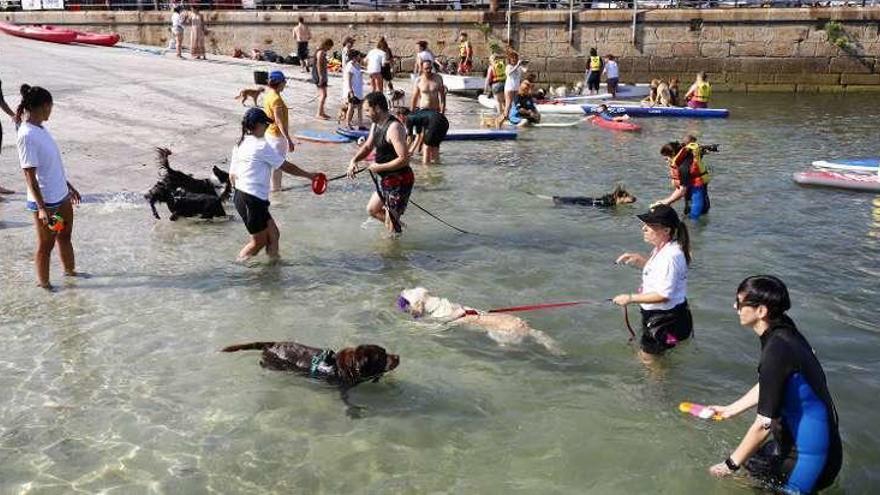 Perros y participantes, a remojo en el Náutico, en una imagen de la pasada edición. // C. Graña