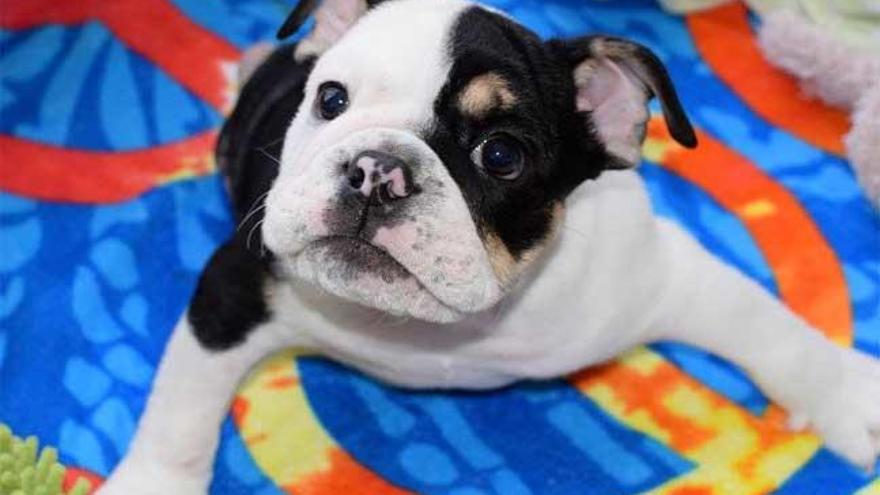 Bonsai, el bulldog que vive con medio cuerpo