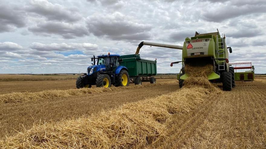 Una cosechadora realiza labores de colecta en el campo.