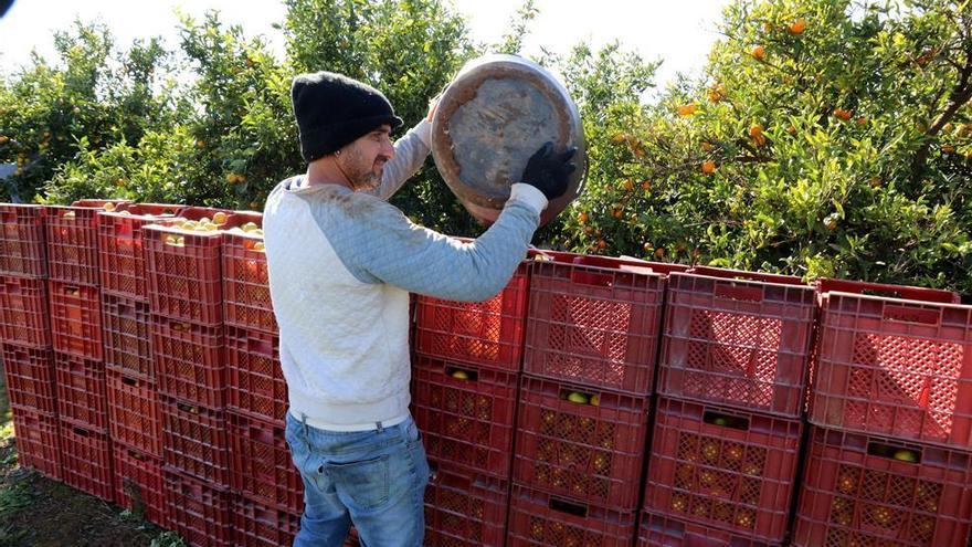 Baja producción citrícola y mejores precios que la campaña anterior