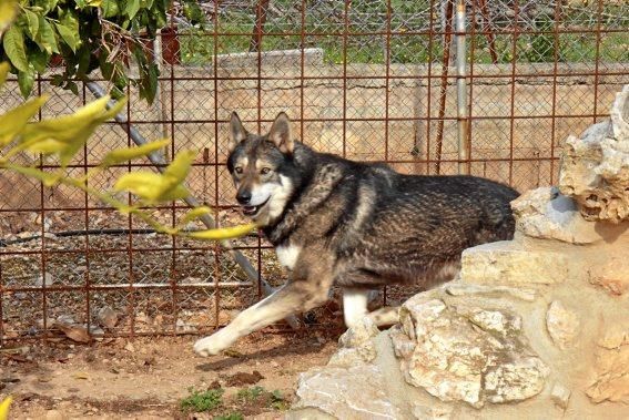 Guillermo Novoa züchtet in Inca im Inselinnern von Mallorca Iberische Wolfshunde. Es ist eine Rasse, die es zuvor nicht gab. Seine Hündin hat gerade zehn Welpen geworfen.