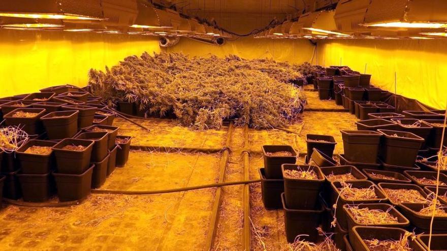 Quatre detinguts per cultivar marihuana en un local de Vilablareix