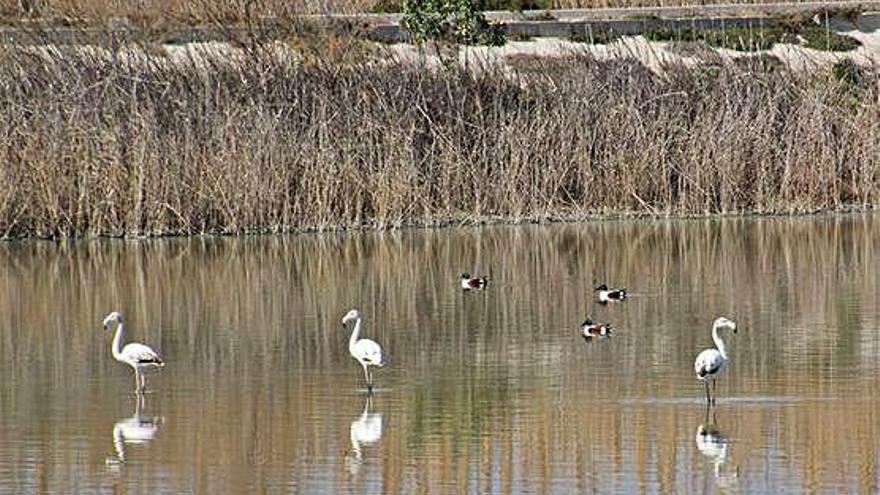 Flamencos en el humedal de las Lagunas de Campotéjar.