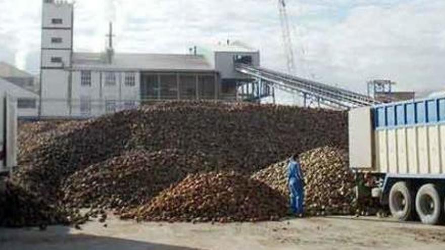 Recepción de remolacha en la fábrica azucarera de Toro en una anterior campaña.