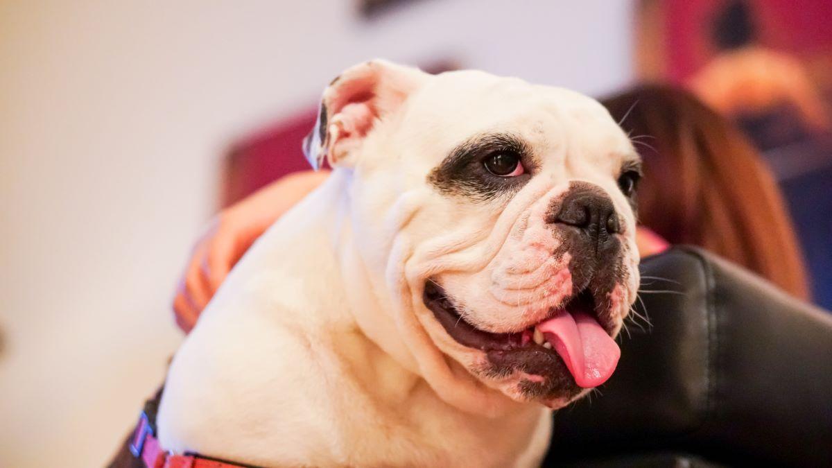 Un bulldog.