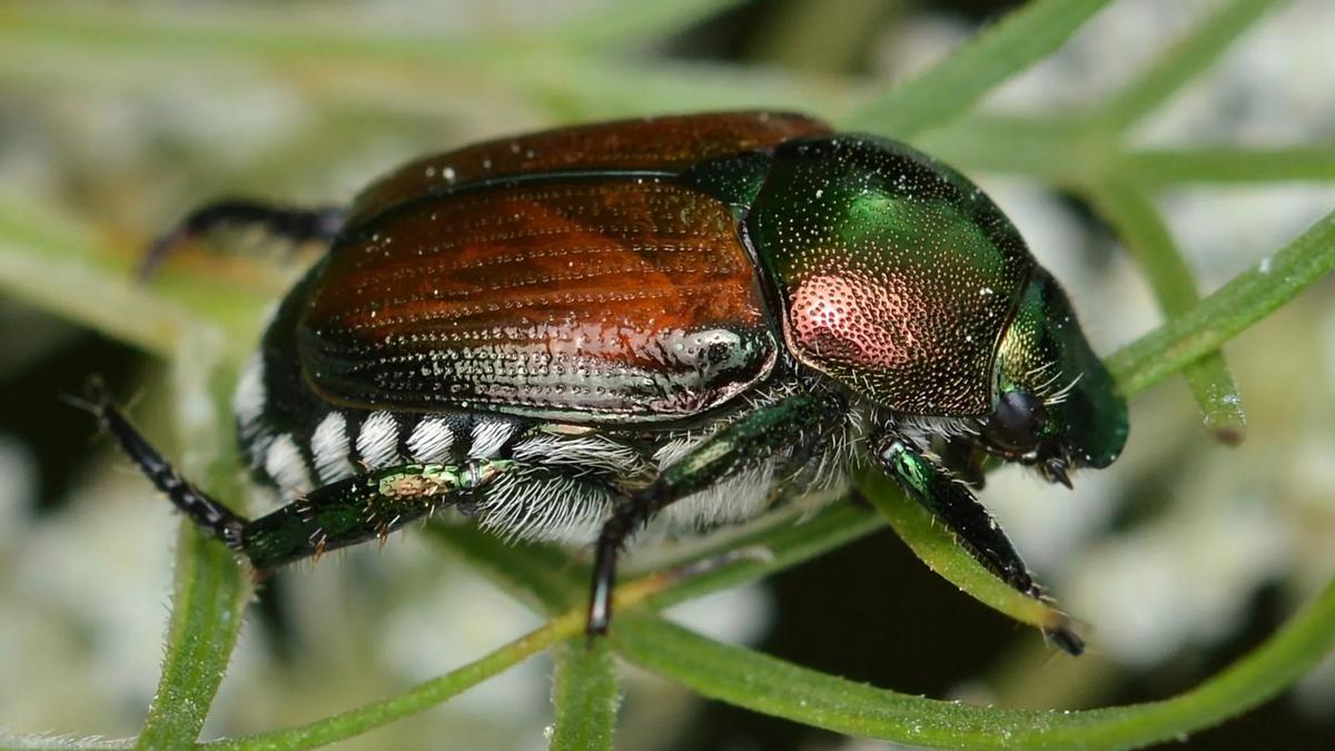 Escarabajo japonés, uno de los integrantes de la lista