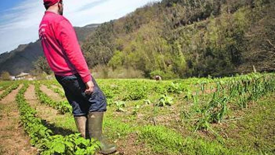 Juan González, en su huerto de Forcinas de Abajo (Pravia).