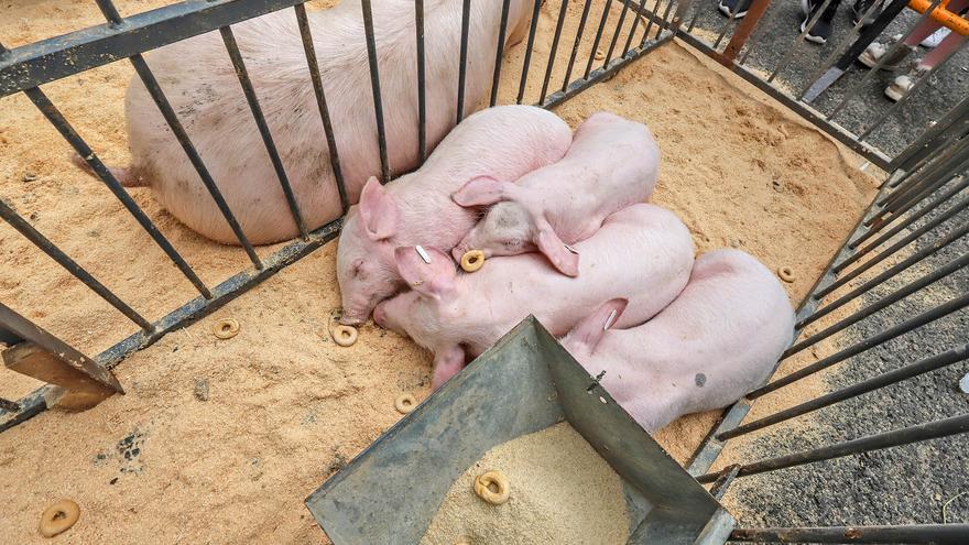 La Unió de Llauradors i Ramaders pide extremar las precauciones para evitar la entrada de la peste porcina africana