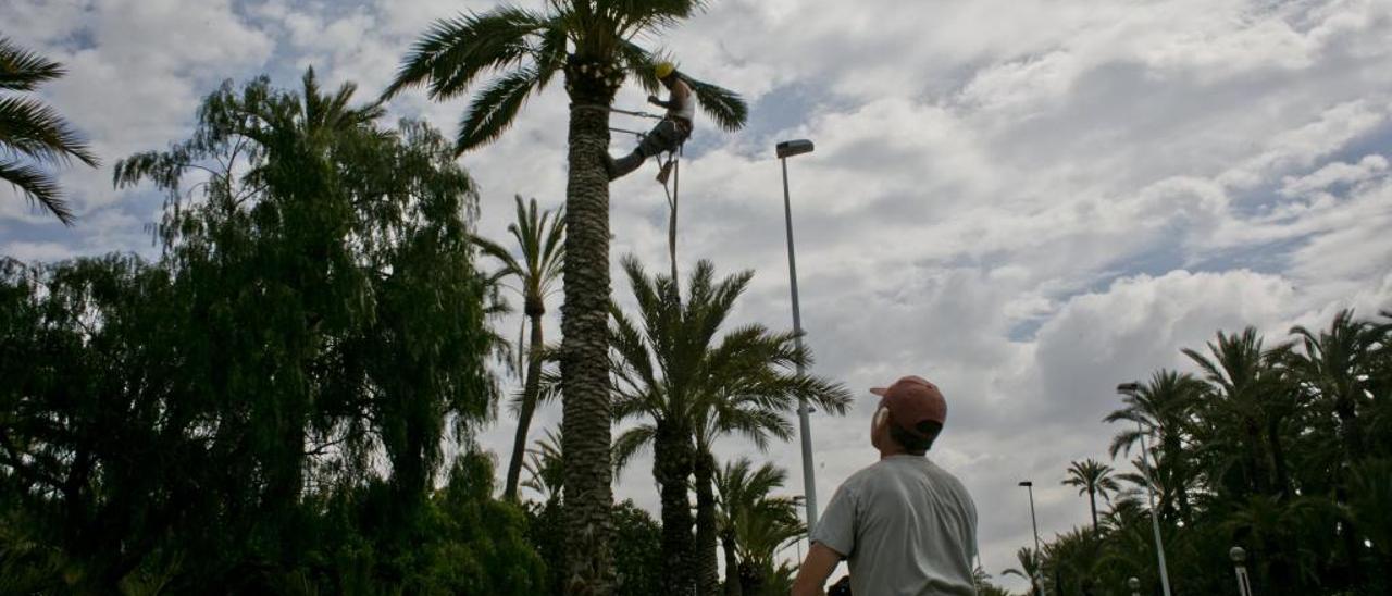 La distinción del oficio de palmerero como BIC sólo protegerá la trepa tradicional en el Palmeral histórico