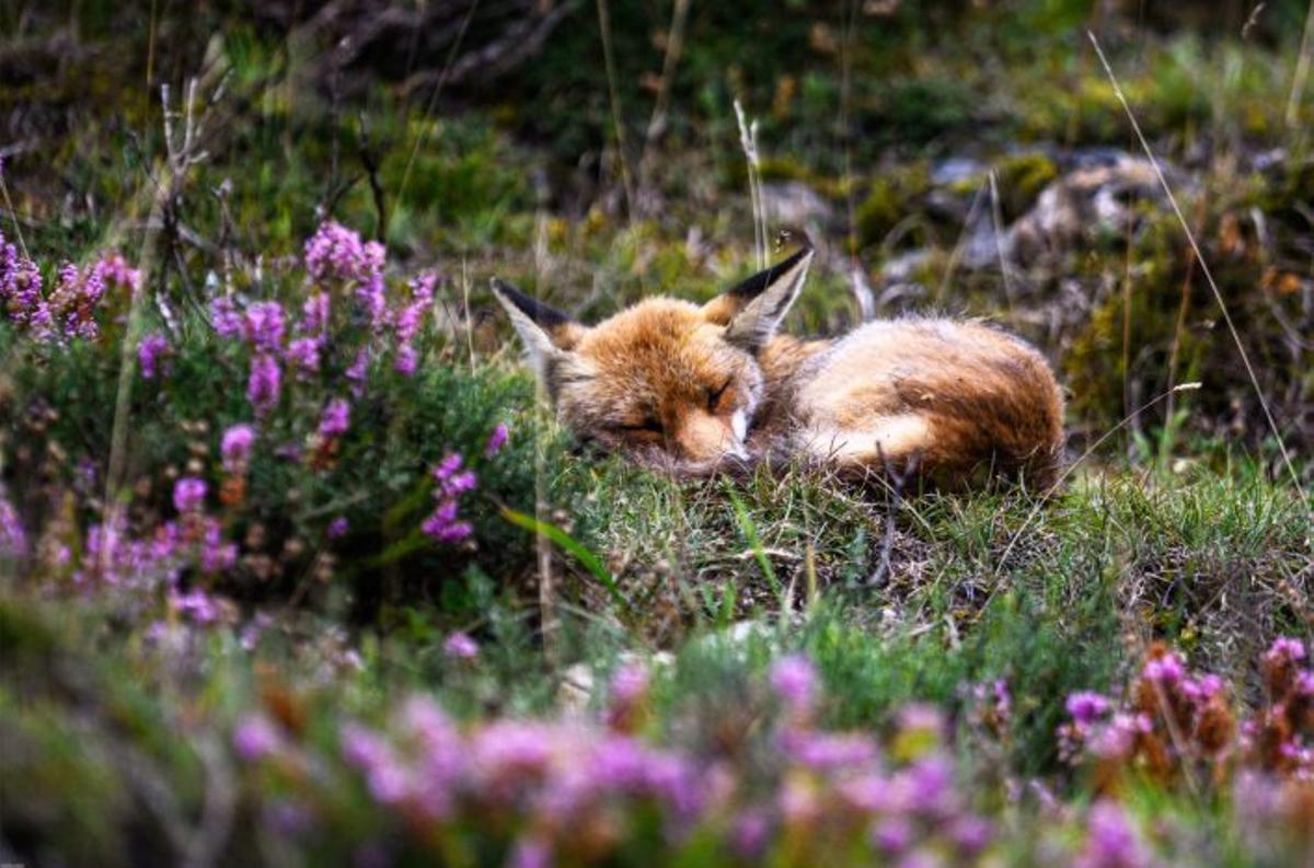 Somiedo, el concejo que retrata a los osos