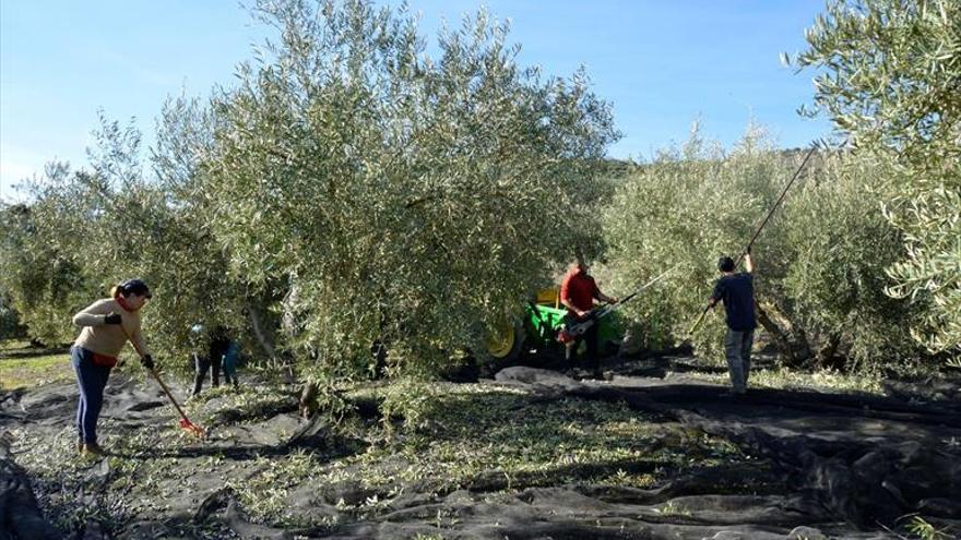 Los controles y los precios reducen los robos de aceitunas esta campaña en Extremadura