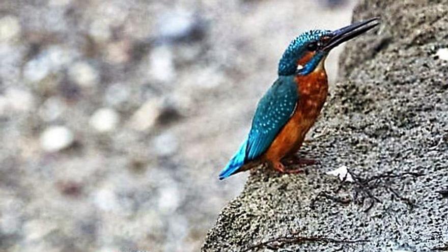 El espectacular martín pescador llega al puerto de Santa Cruz | TUCHO LÓPEZ