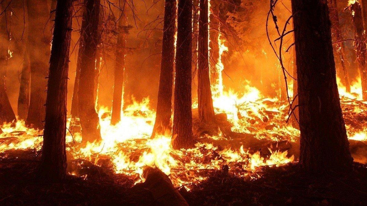 Cómo reaccionar ante un incendio forestal si te encuentras al volante