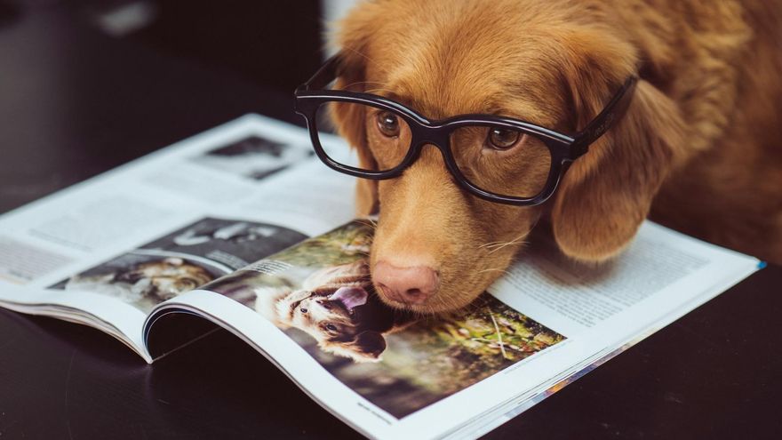 Test: ¿Puedes encontrar al perro oculto entre todos estos gatos?