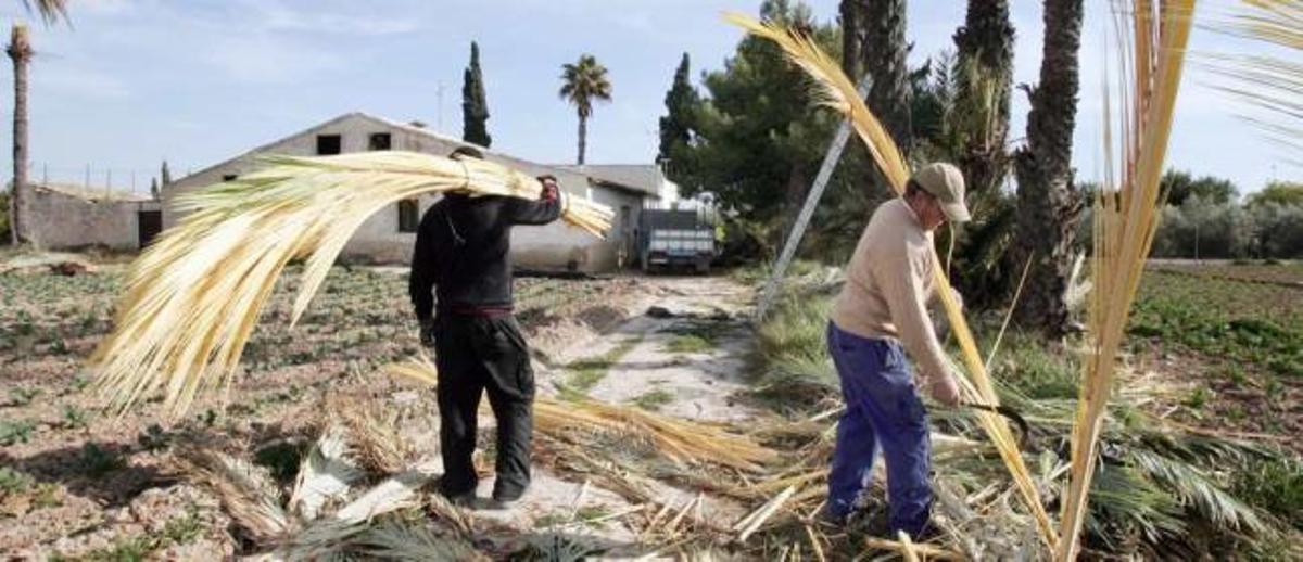 La producción de palma blanca cae un 15% en 2 años