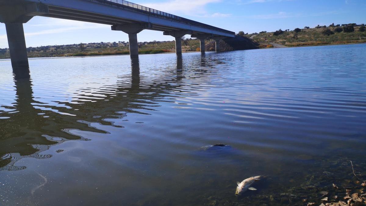 La Guardia Civil investiga la muerte de peces en el embalse de La Colada