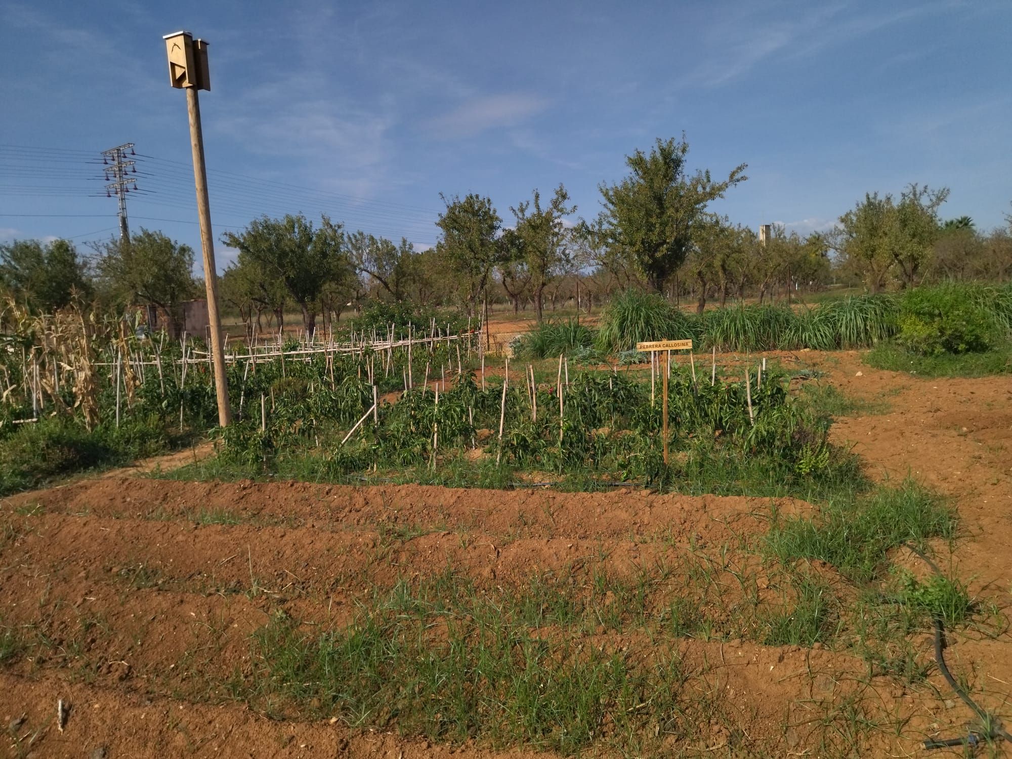 Huerta, gastronomía y exquisitas cocas: el D*na de Dénia siembra la semilla (imágenes)