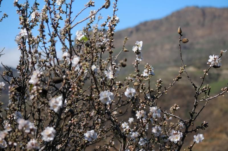 Almendros en flor